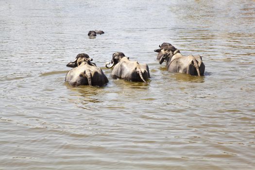 Landscape taken in a Gujarat village in rural countryside of India of cattle coming to water and bathe, cool down from the baking hot sun watched by their herdsman