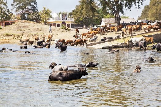 Landscape taken in a Gujarat village in rural countryside of India of cattle coming to water and bathe, cool down from the baking hot sun watched by their herdsman who is rounding them up milking time