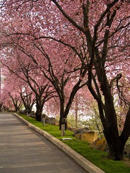 Trees with Bright Pink Blossoms at the Edge of a Road