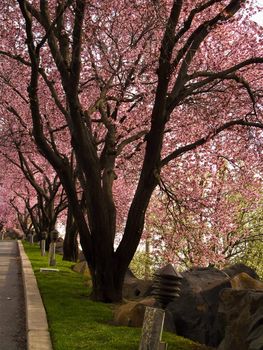 Trees with Bright Pink Blossoms at the Edge of a Road