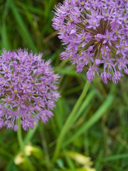 Purple Allium Flowers Growing in a Sunny Garden