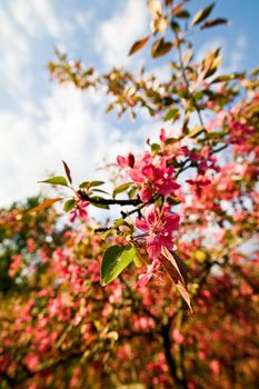nature series: pink apple bloom in spring season