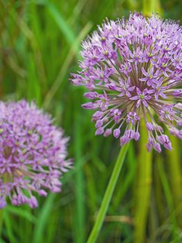 Purple Allium Flowers Growing in a Sunny Garden