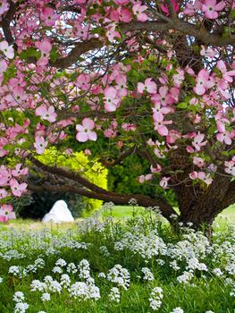 Pink blooms adorn a Dogwood tree in spring