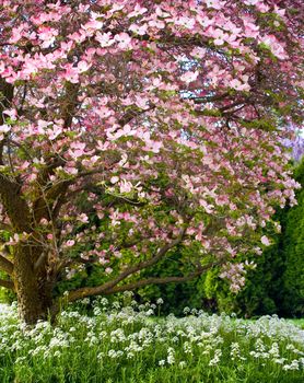 Pink blooms adorn a Dogwood tree in spring