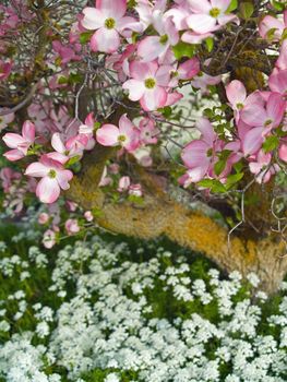 Pink blooms adorn a Dogwood tree in spring