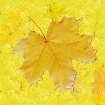 Background from autumn orange and yellow leaves of maple