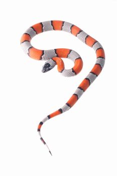photograph of a beautiful coral snake false on a white background