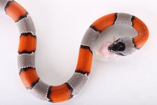 photograph of a beautiful coral snake false on a white background