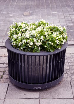 Modern flower pot in city center with blooming flowers in it.