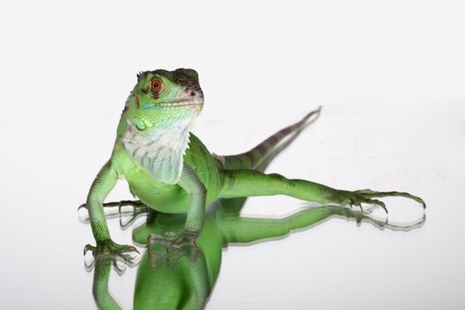 beautiful green iguana resting on a mirror