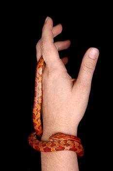 a harmless corn snake on a human hand