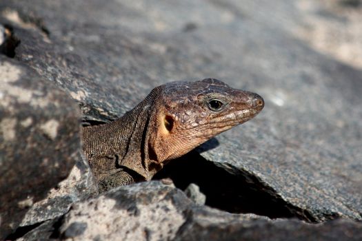 Lizard sunning on a rock