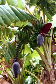 Banana tree with flower and immature fruit