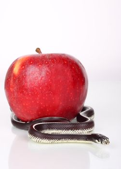 Snake coiling around an apple on a white background