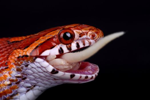 a great corn snake eating a little mouse