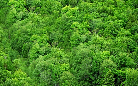 Green forest background