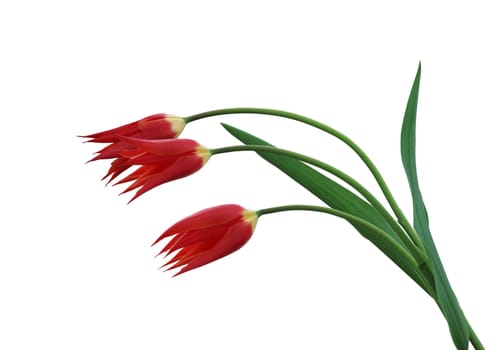 Three tulips isolated on a white background