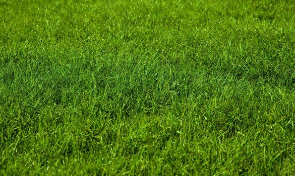 Beautiful green grass texture and can be background