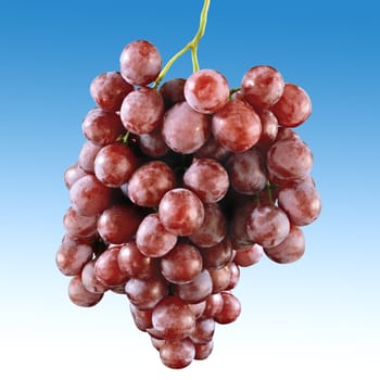 Red grape