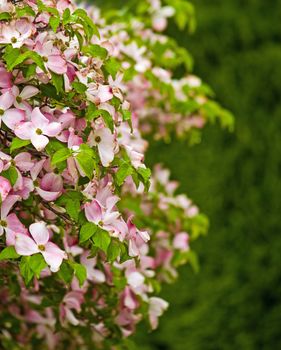 Pink Dogwood Tree Blooms at the Height of Springtime