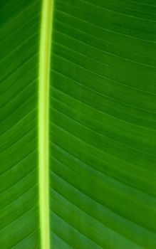 Texture of a green leaf as background