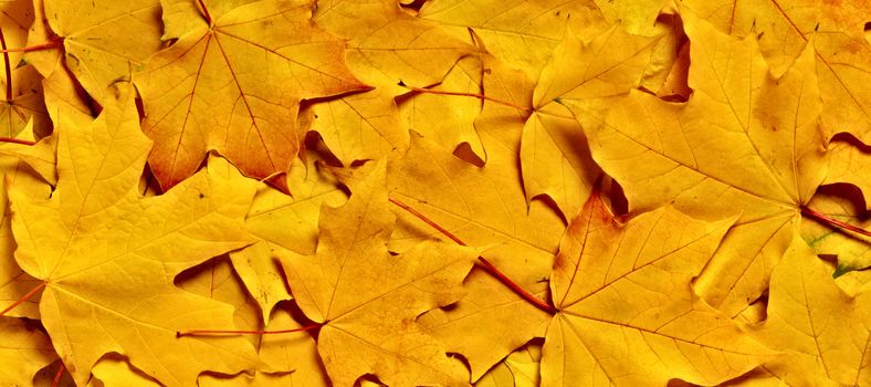 autumn yellow leaves, shallow focus
