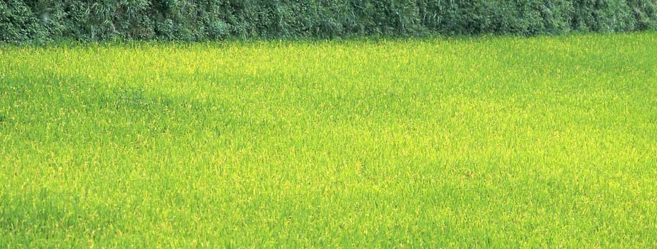 new spring green grass close up isolated