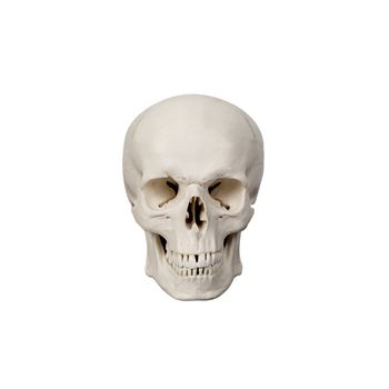 human scull