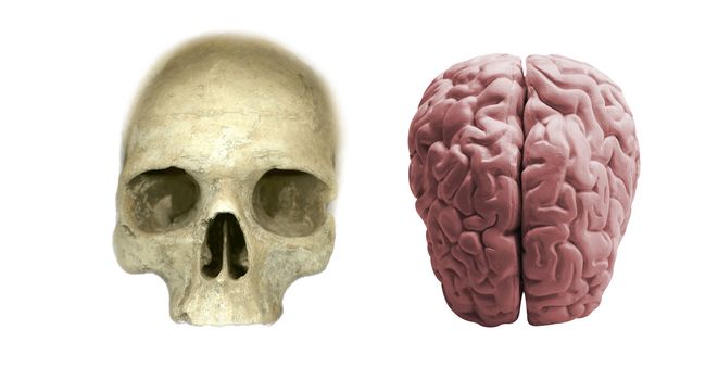 skull with brain isolated