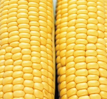 Background corn