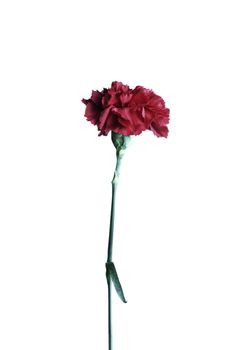 red carnation