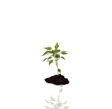 herbal life concept isolated on white background