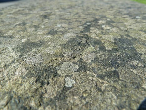 surface covered with green moss