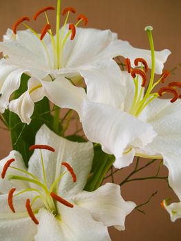Casablanca White Lilies Closeup Showing Flower Details 