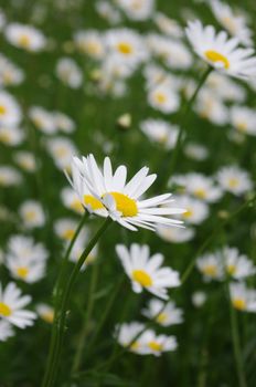 Field of daisies against bright blue sky