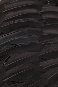 Black feather wings