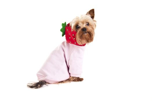 Dog in sweater