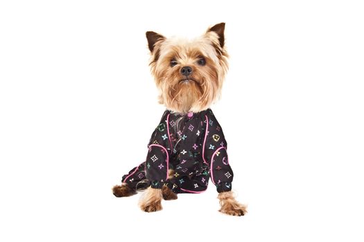 Yorkshire Terrier puppy