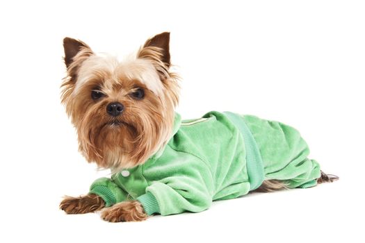 Yorkshire Terrier in sweater