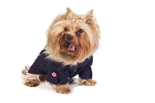 Yorkshire Terrier