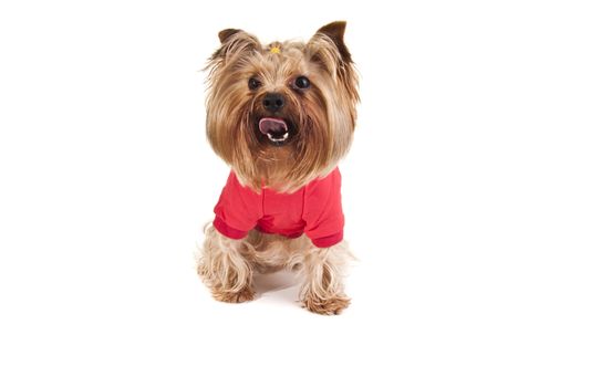 Dog in sweater
