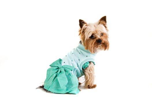Yorkshire Terrier  in dress