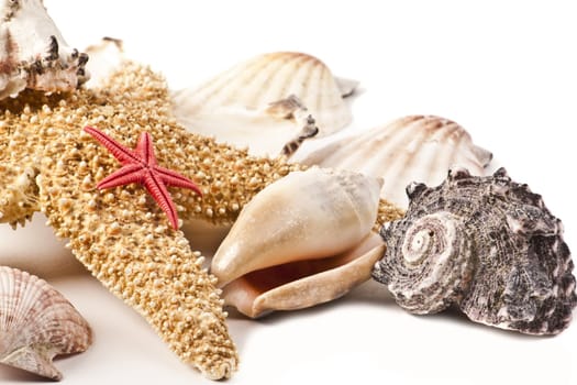 Set of sea shells