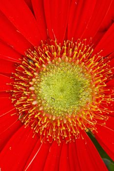 Close up of the middle of a red gerbera 