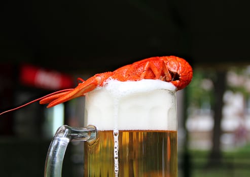 Red crawfish with beer on green grass