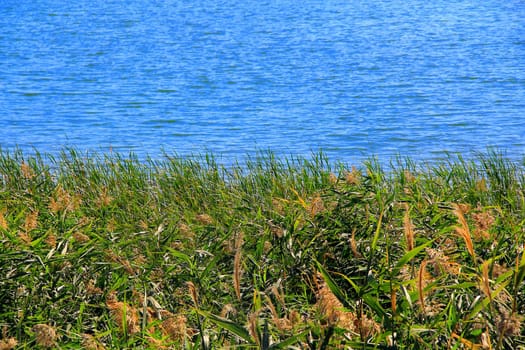 Image of summer scenery with bulrush and lake