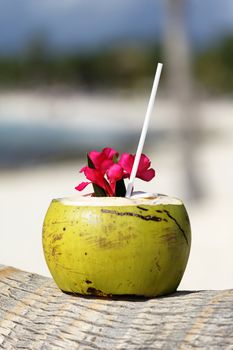 Coconut with drinking straw on a palm tree at the sea 