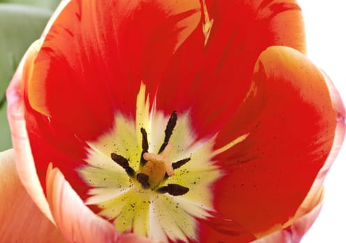 red tulips