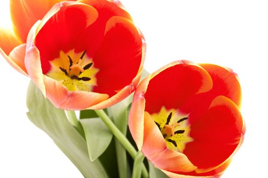 Beautiful red tulips on white background